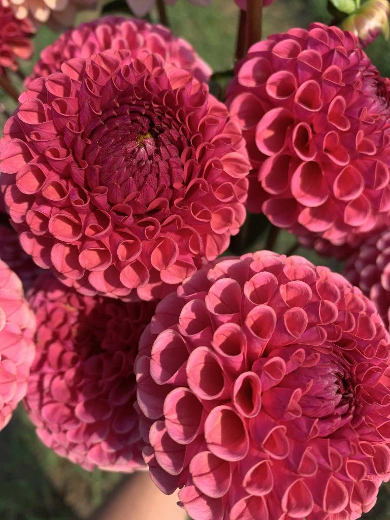 Dahlia Tuber - Ferncliff Rusty - Clementine Home Floral Gift