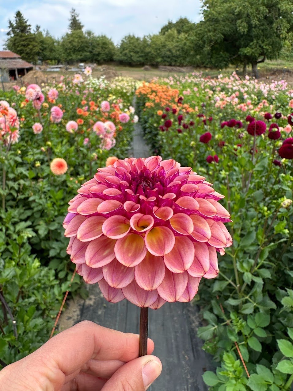 Dahlia Tuber - Fernliff Thunder - Clementine Home Floral Gift