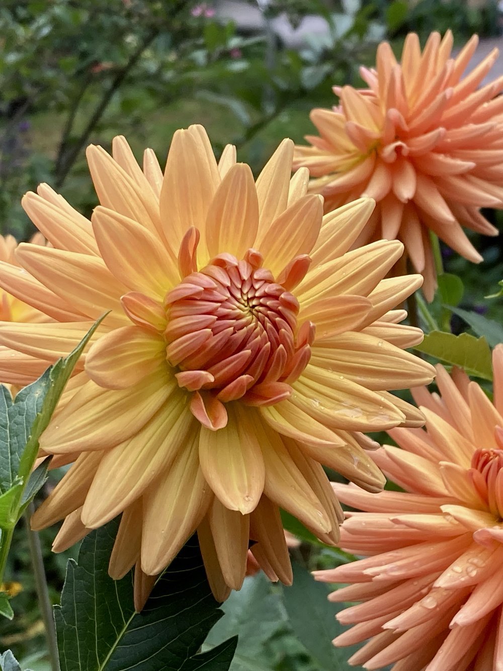 Dahlia Tuber - Holyhill Jitterbug - Clementine Home Floral Gift