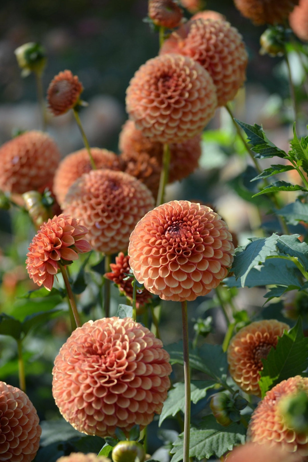 Dahlia Tuber - Hy Suntan - Clementine Home Floral Gift