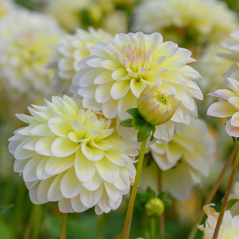 Dahlia Tuber - Innocent Silence - Clementine Home Floral Gift