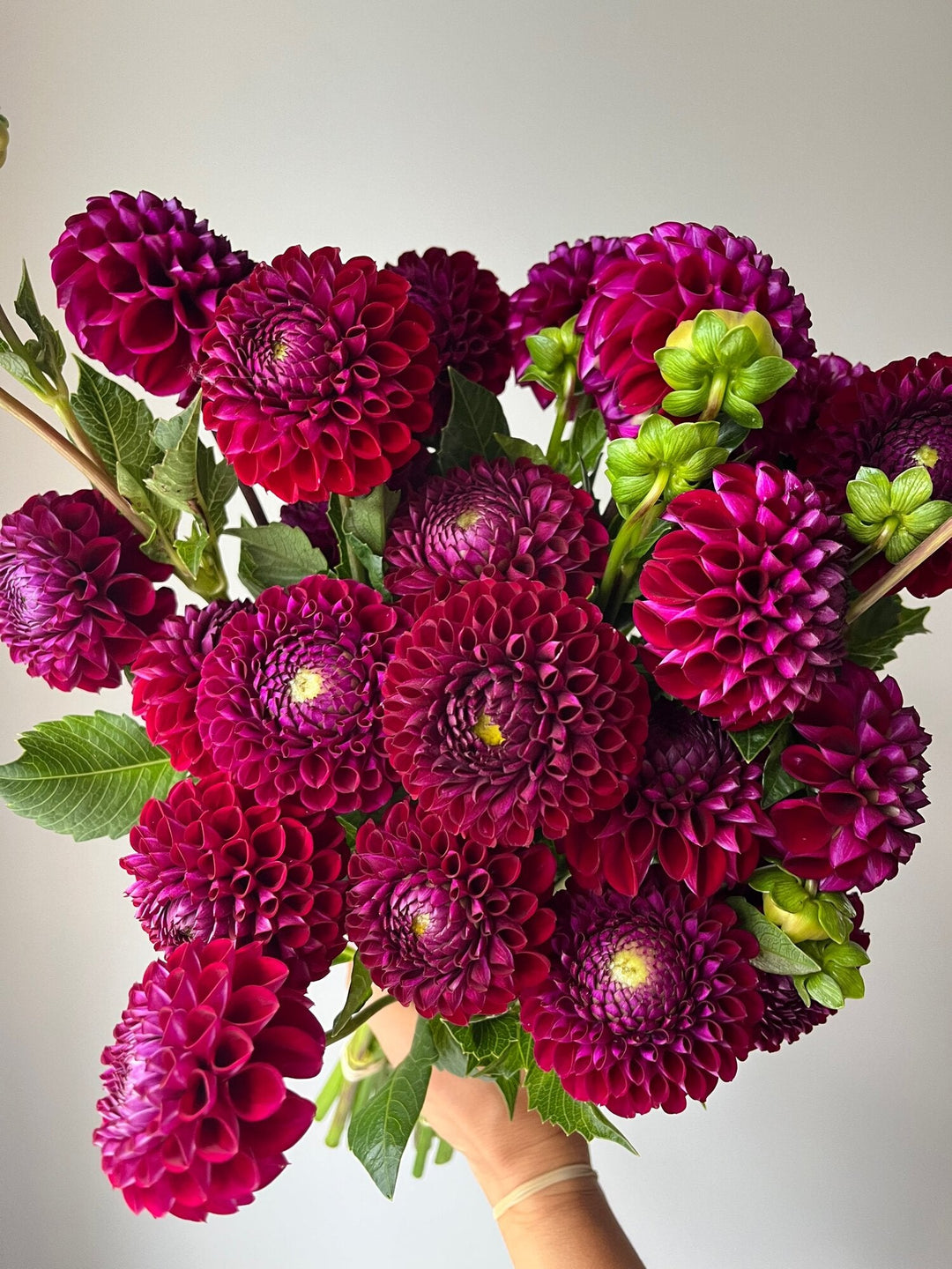 Dahlia Tuber - Ivanetti - Clementine Home Floral Gift