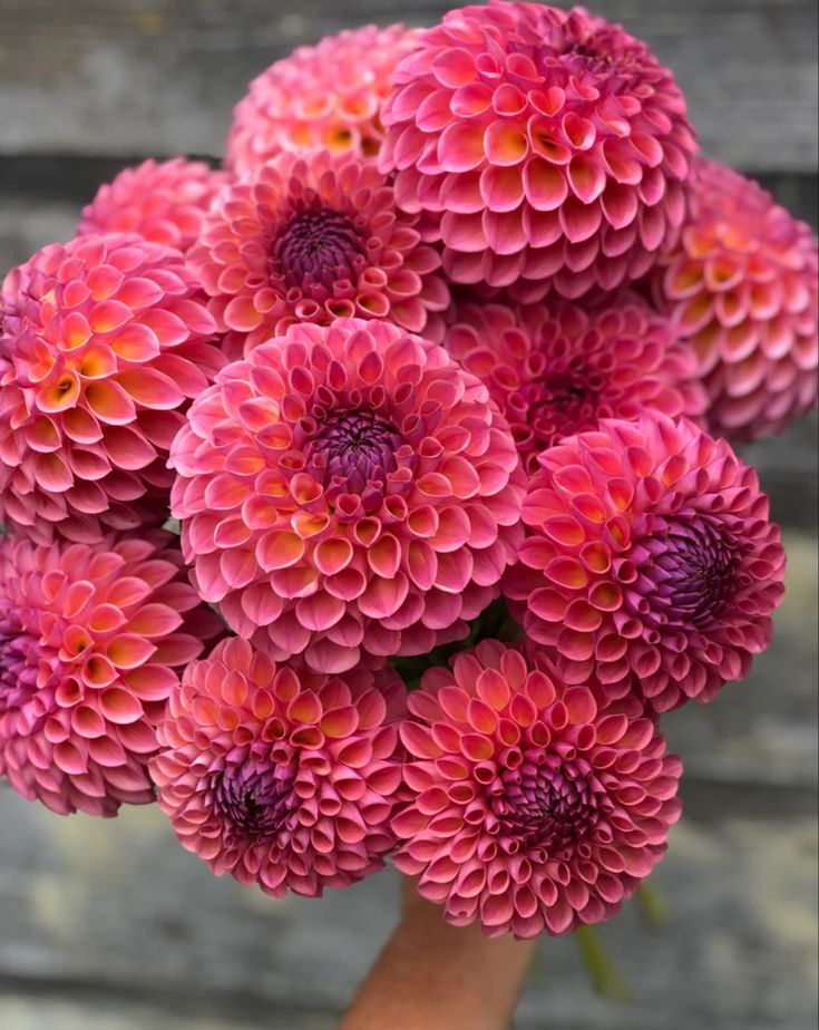 Dahlia Tuber - Jowey Winnie - Clementine Home Floral Gift