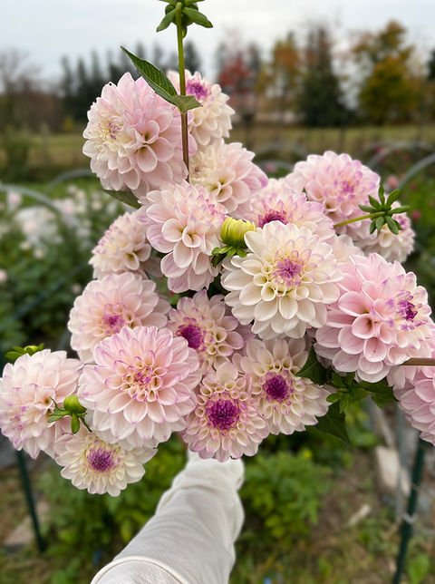 Dahlia Tuber - Lyn’s Louise - Clementine Home Floral Gift