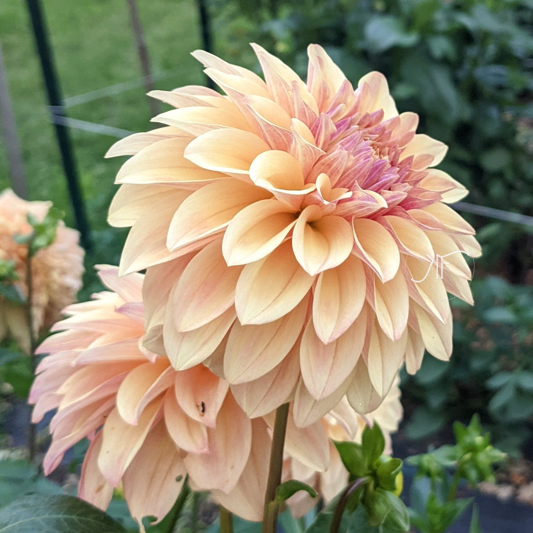 Dahlia Tuber - Miss Amara - Clementine Home Floral Gift