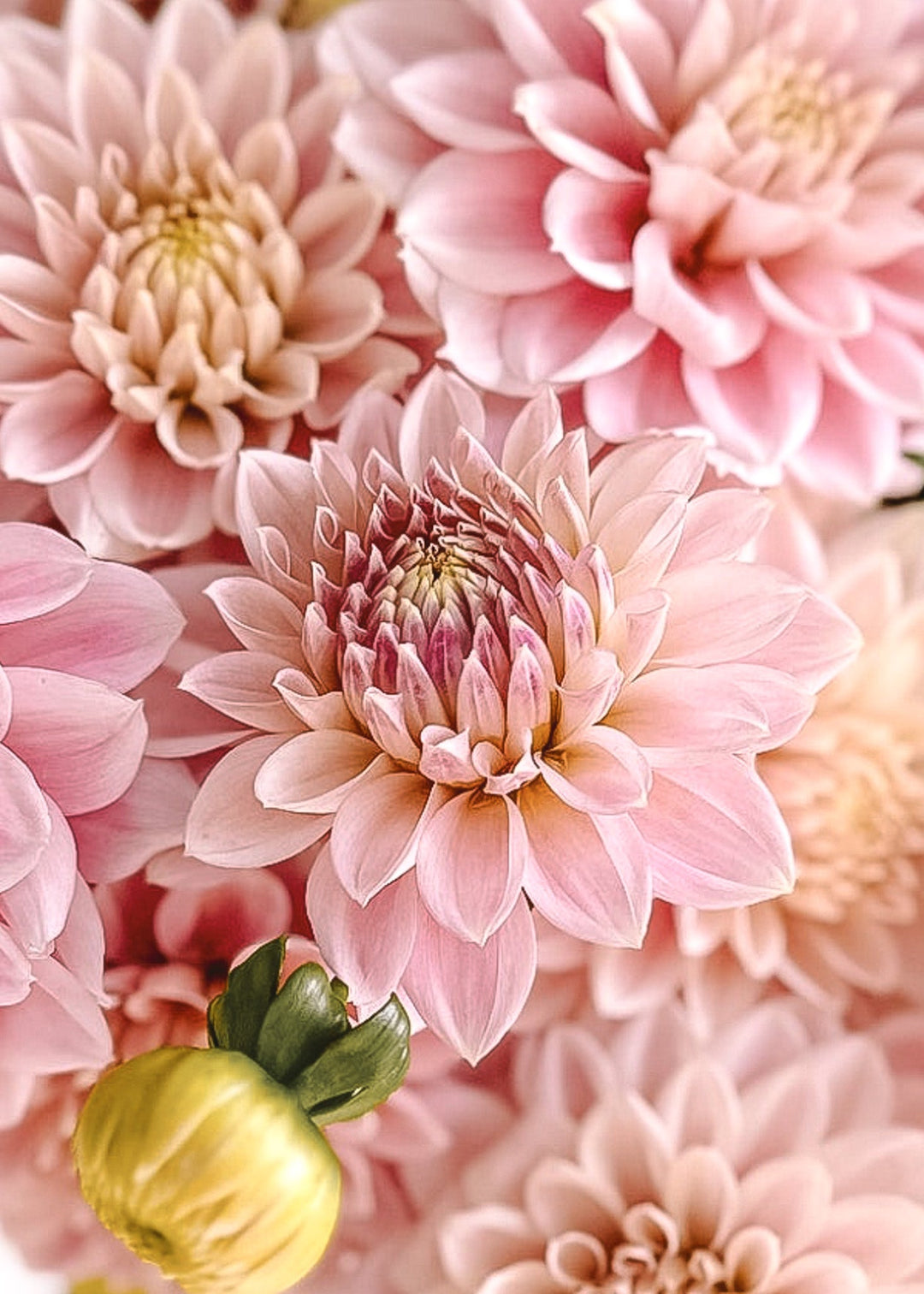 Dahlia Tuber - Miss Sarah - Clementine Home Floral Gift