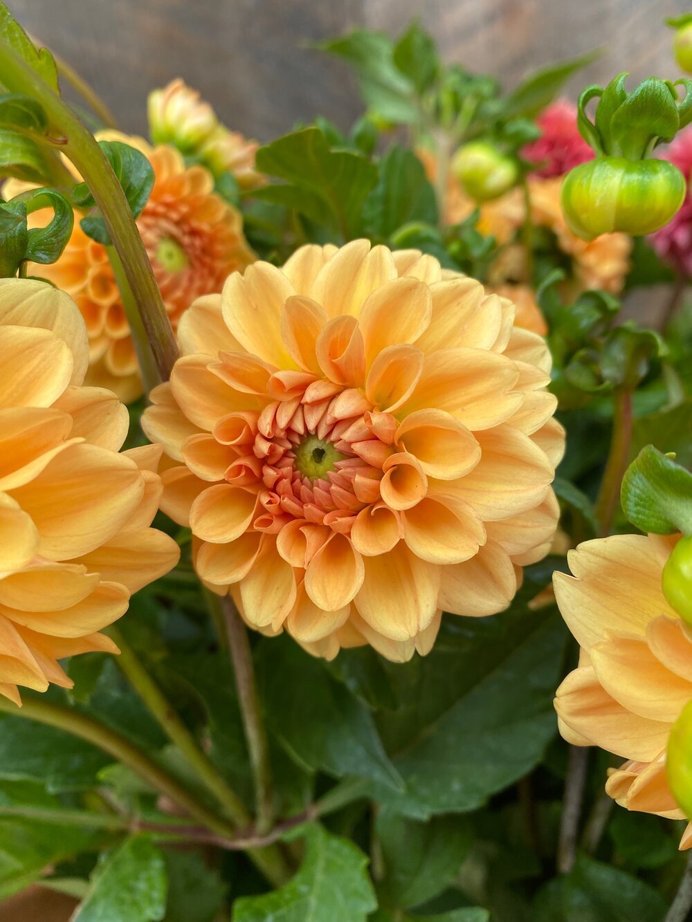 Dahlia Tuber - Mission Zest - Clementine Home Floral Gift