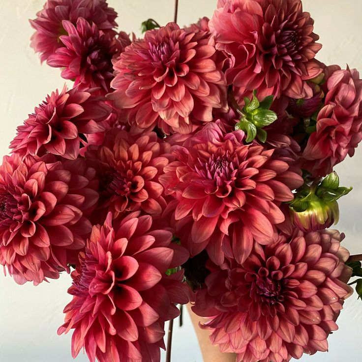 Dahlia Tuber - Mystique - Clementine Home Floral Gift