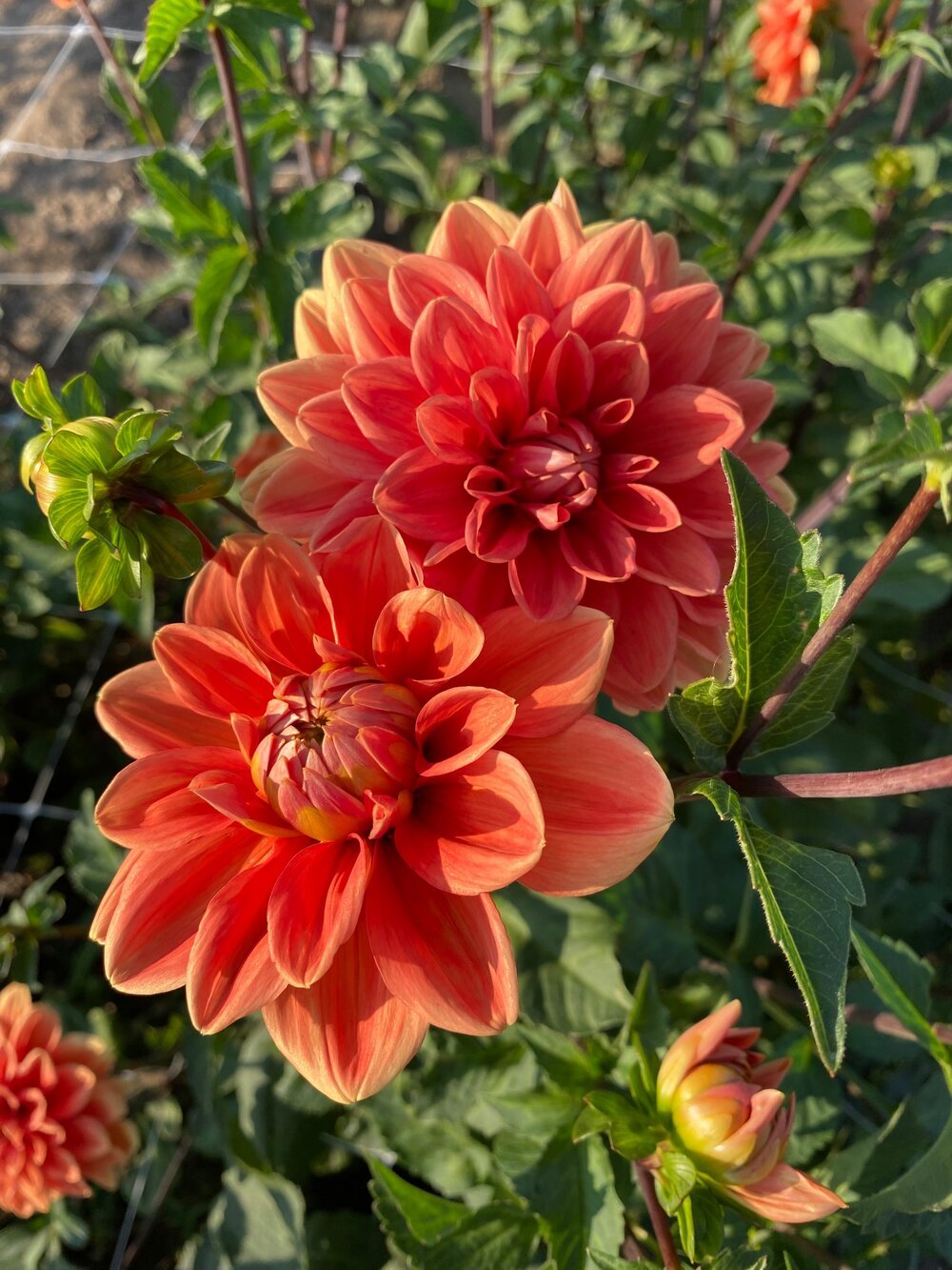 Dahlia Tuber - Teddy - Clementine Home Floral Gift