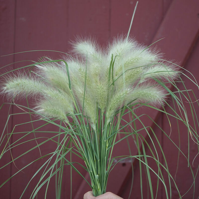 Ornamental Grass - Feathertop - Clementine Home Floral Gift
