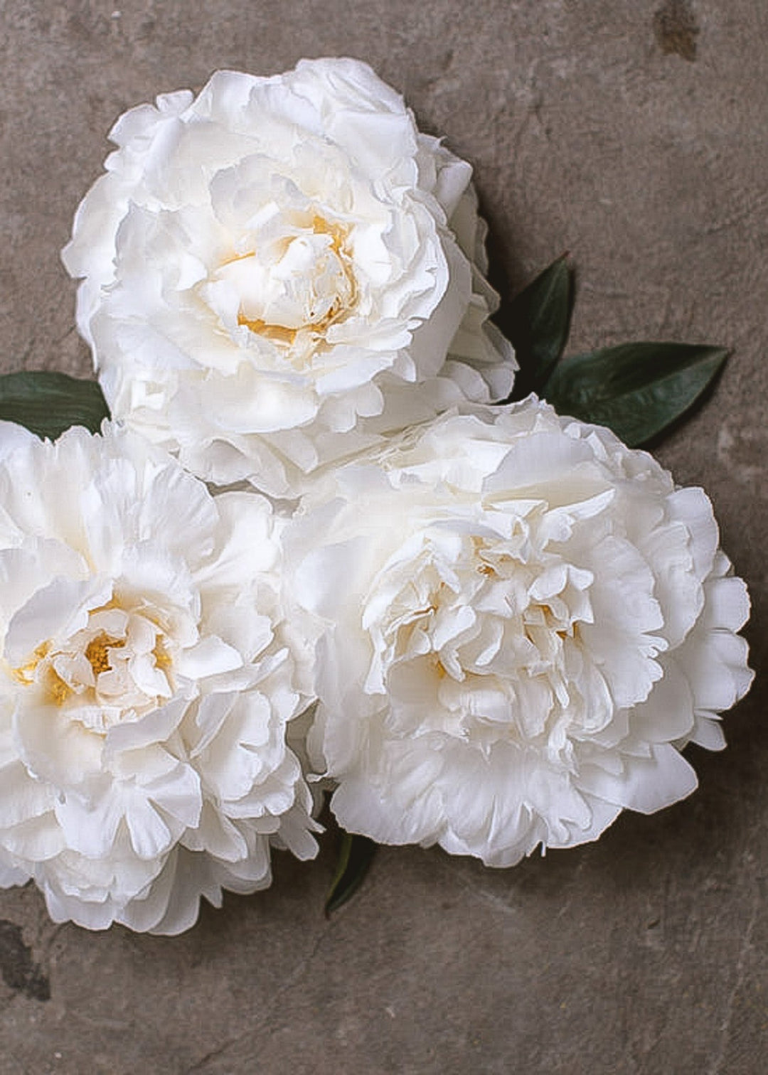 Peony - Bowl of Cream - Clementine Home Floral Gift