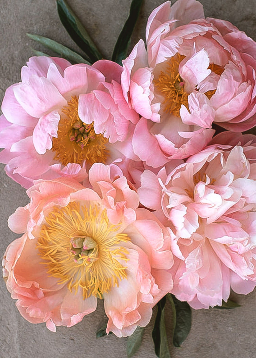 Peony - Coral Sunset - Clementine Home Floral Gift
