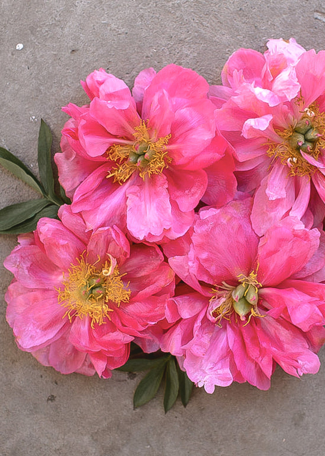 Peony - Cytherea - Clementine Home Floral Gift
