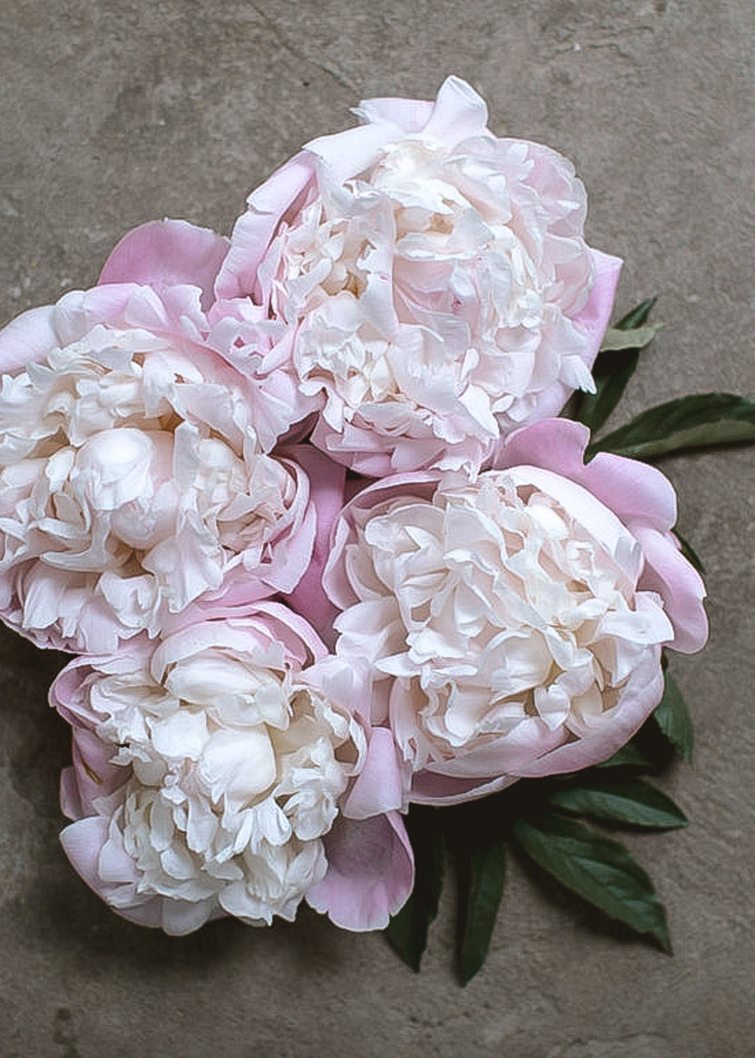 Peony - Moon River - Clementine Home Floral Gift