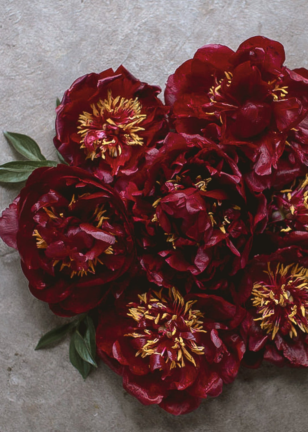 Peony - Red Charm - Clementine Home Floral Gift