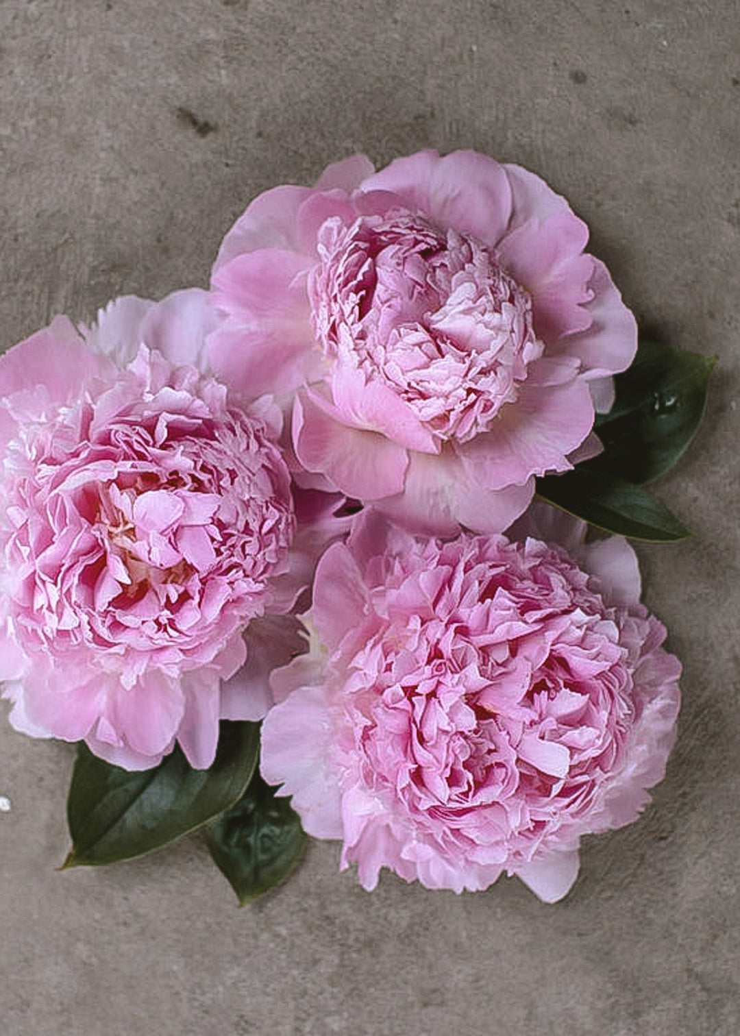 Peony - Sarah Bernhardt - Clementine Home Floral Gift