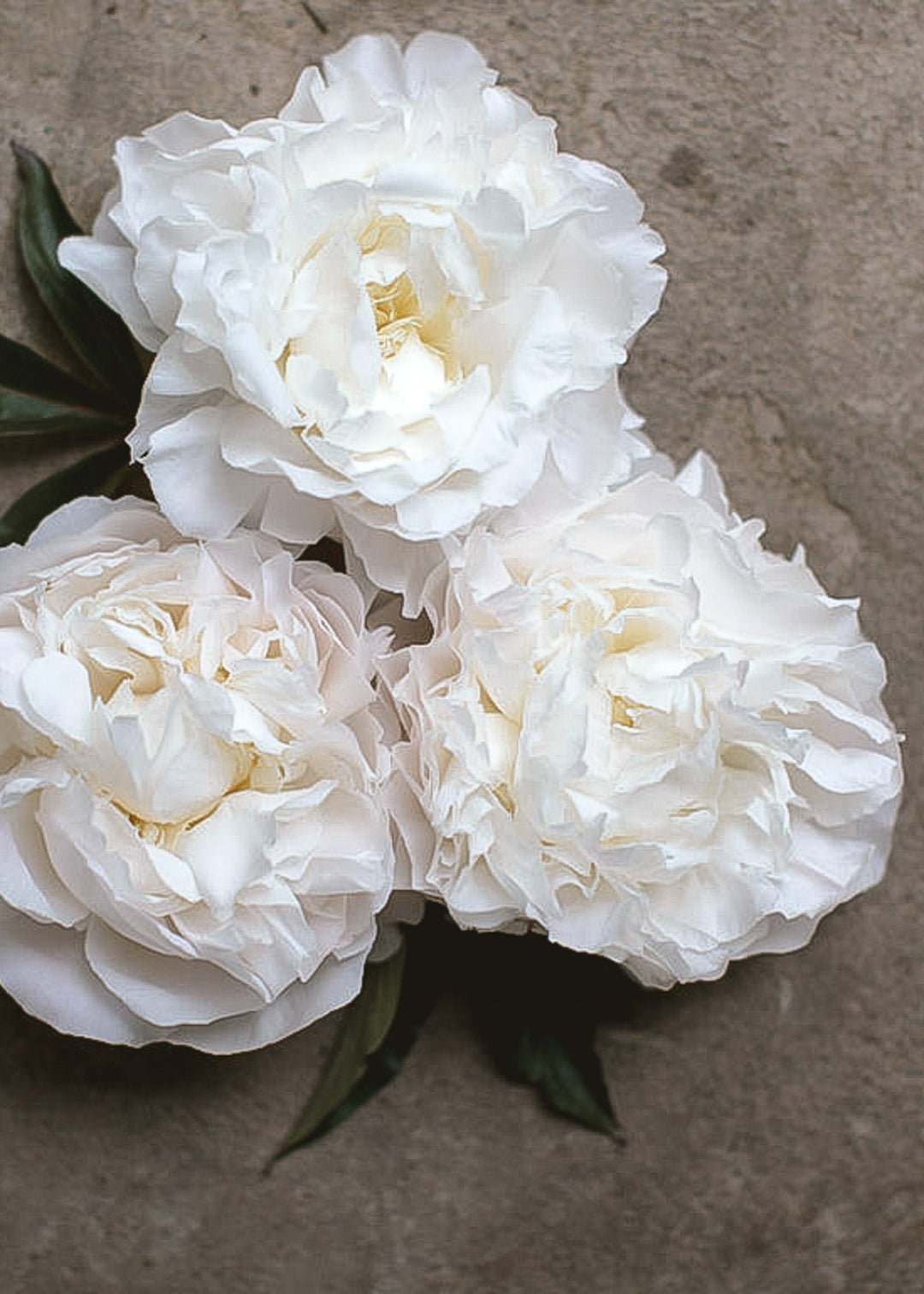Peony - Shirley Temple - Clementine Home Floral Gift