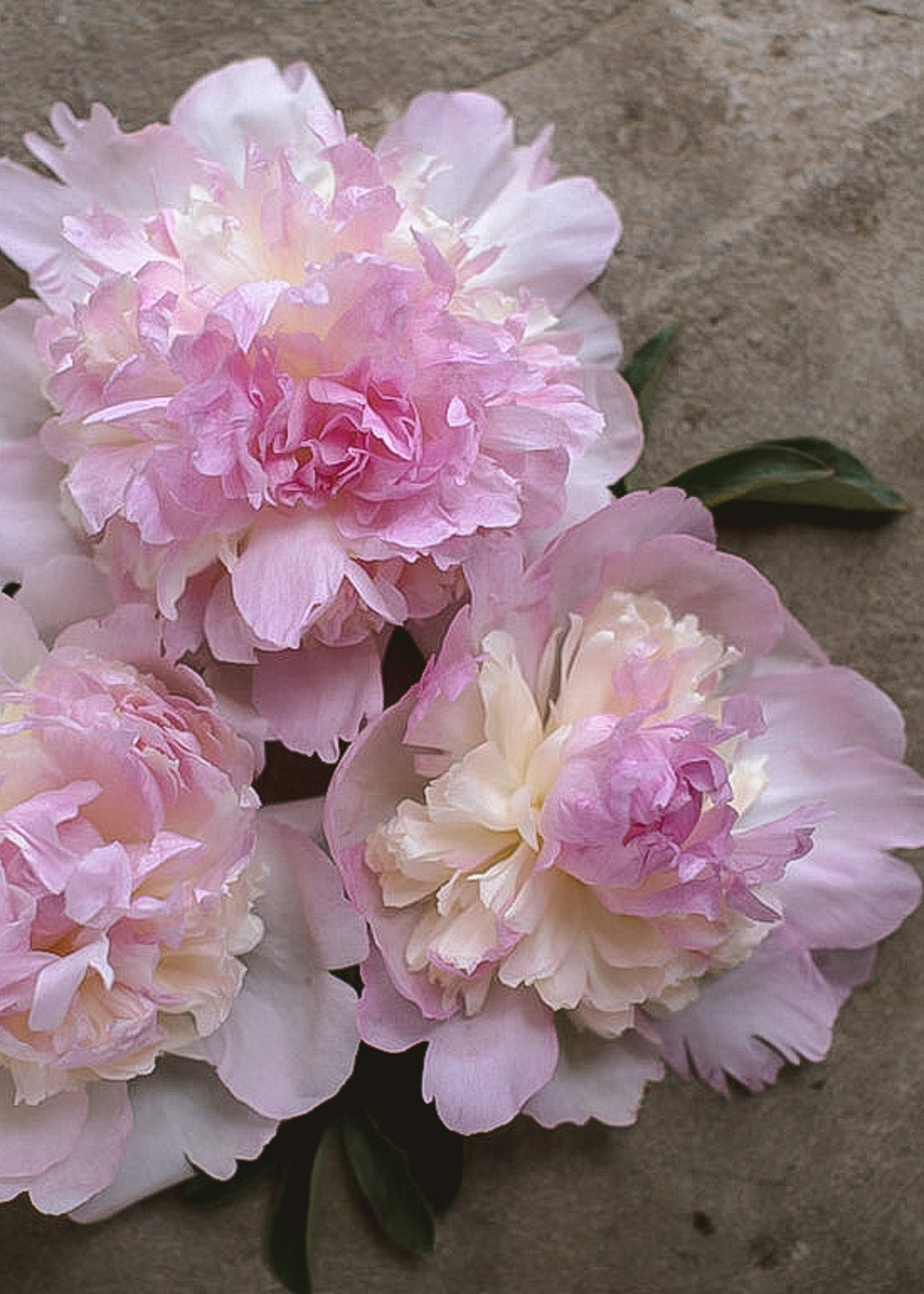 Peony - Sorbet - Clementine Home Floral Gift
