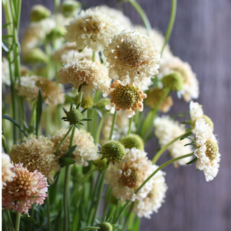 Pincushion Flower - Fata Morgana - Clementine Home Floral Gift
