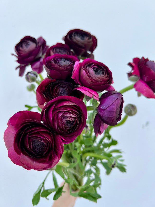 Ranunculus - Black - Clementine Home Floral Gift