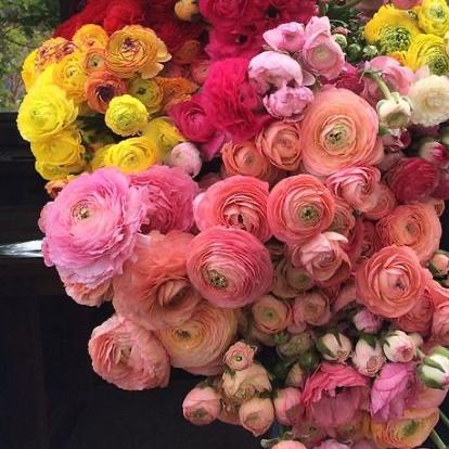Ranunculus - Growers Mix - Clementine Home Floral Gift