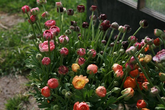 Ranunculus - Growers Mix - Clementine Home Floral Gift