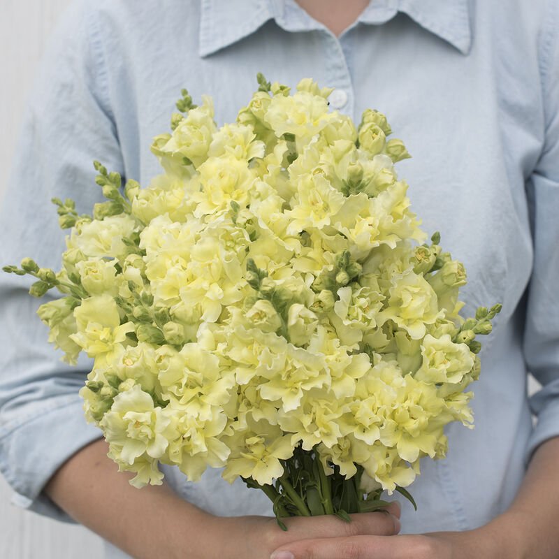 Snapdragon - Madame Butterfly Yellow - Clementine Home Floral Gift