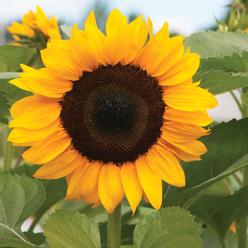 Sunflower - Orange - Clementine Home Floral Gift