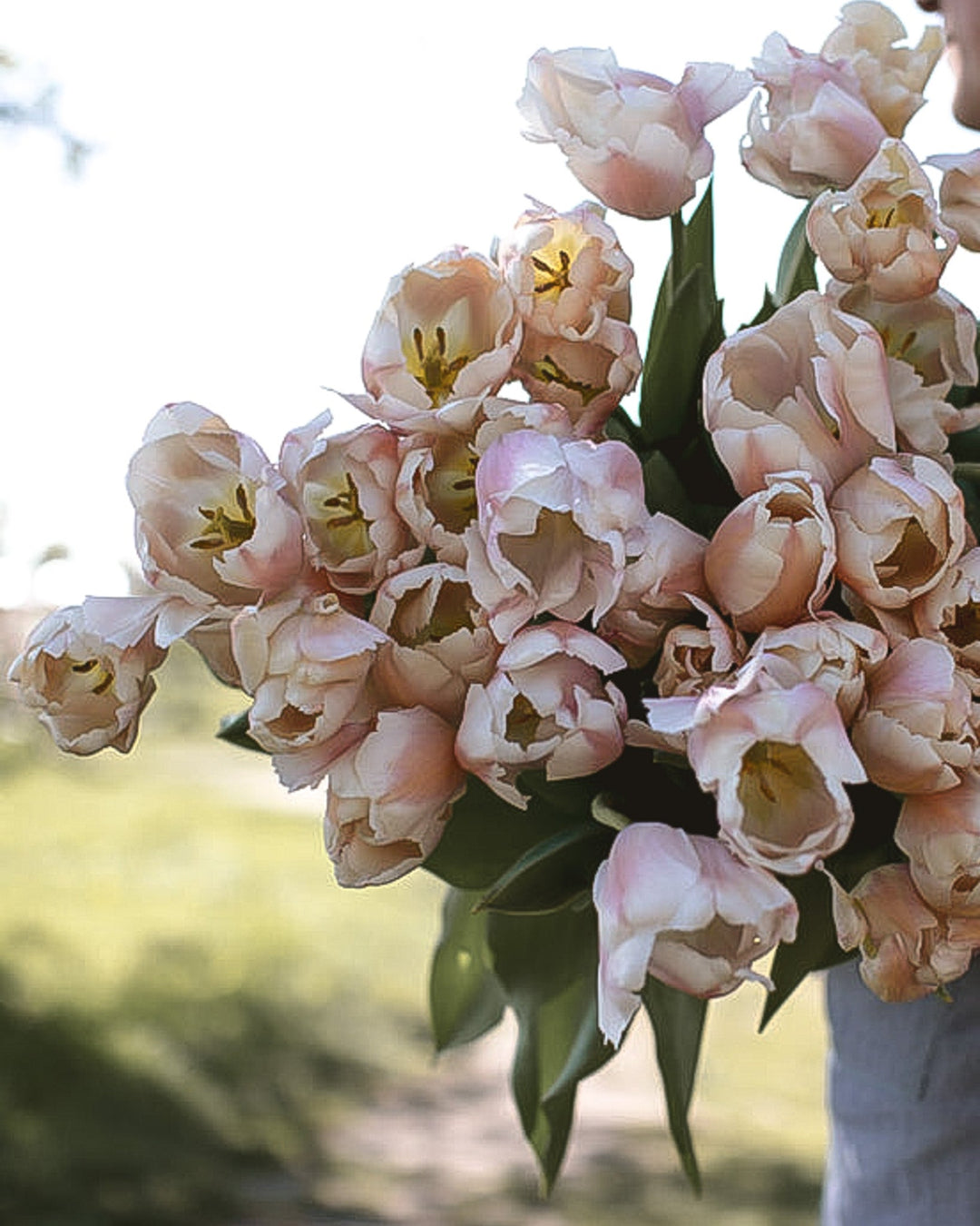Tulip - Apricot Pride - Clementine Home Floral Gift