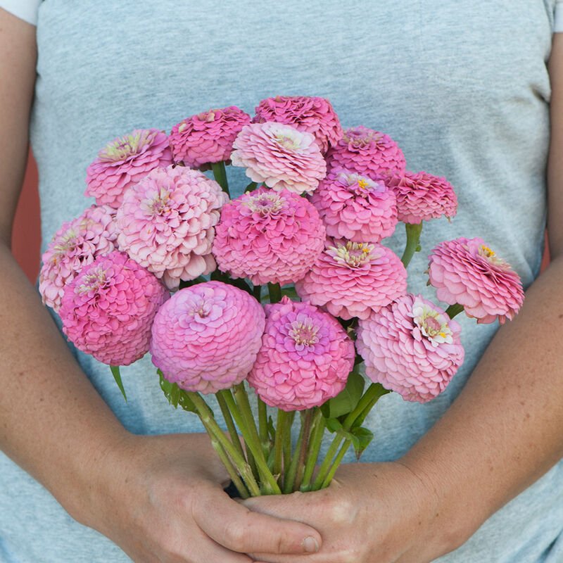 Zinnia - Oklahoma Pink - Clementine Home Floral Gift