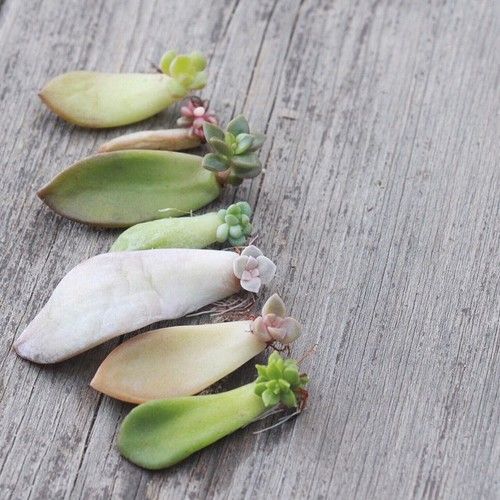 Succulent Propagation from Leaves & Cuttings