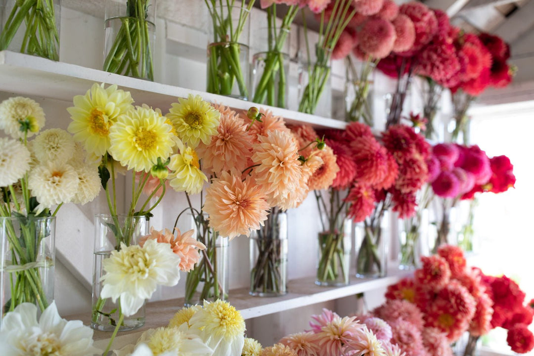 HOW TO GROW DAHLIAS - Clementine Home Floral Gift
