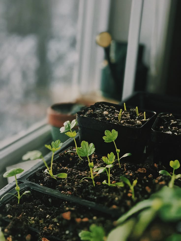 How to Keep Your Indoor Seedlings Happy and Thriving - Clementine Home Floral Gift