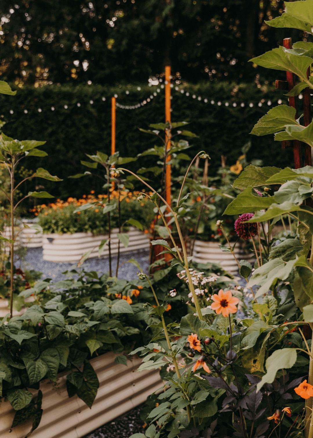 Building Beauty: Raised Beds, French Cottage Dreams, and Our Long-Term Garden Plans