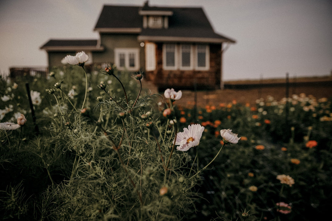 Petals, Picnics, and Pinch-Me Moments: Our 2025 You-Pick Season So Far - Clementine Home Floral Gift