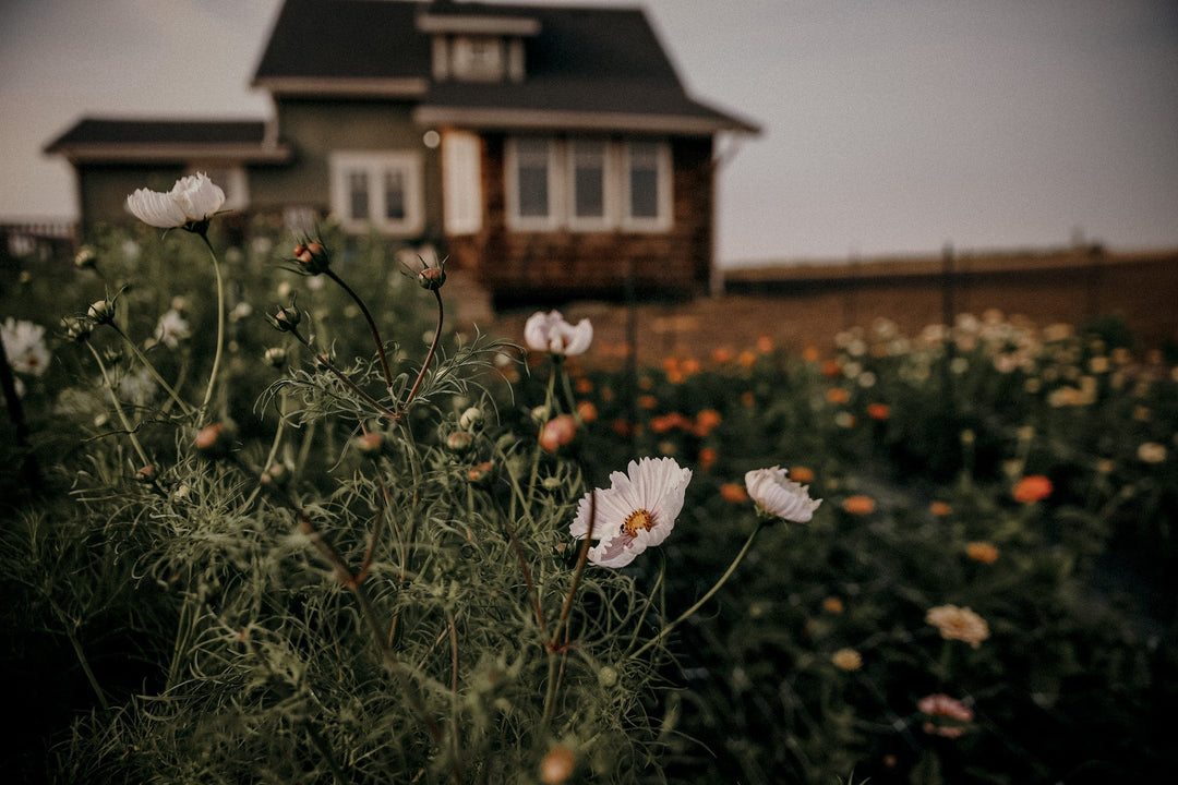 Petals, Picnics, and Pinch-Me Moments: Our 2025 You-Pick Season So Far - copy - Clementine Home Floral Gift