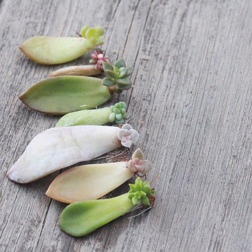 Succulent Propagation from Leaves & Cuttings - Clementine Home Floral Gift