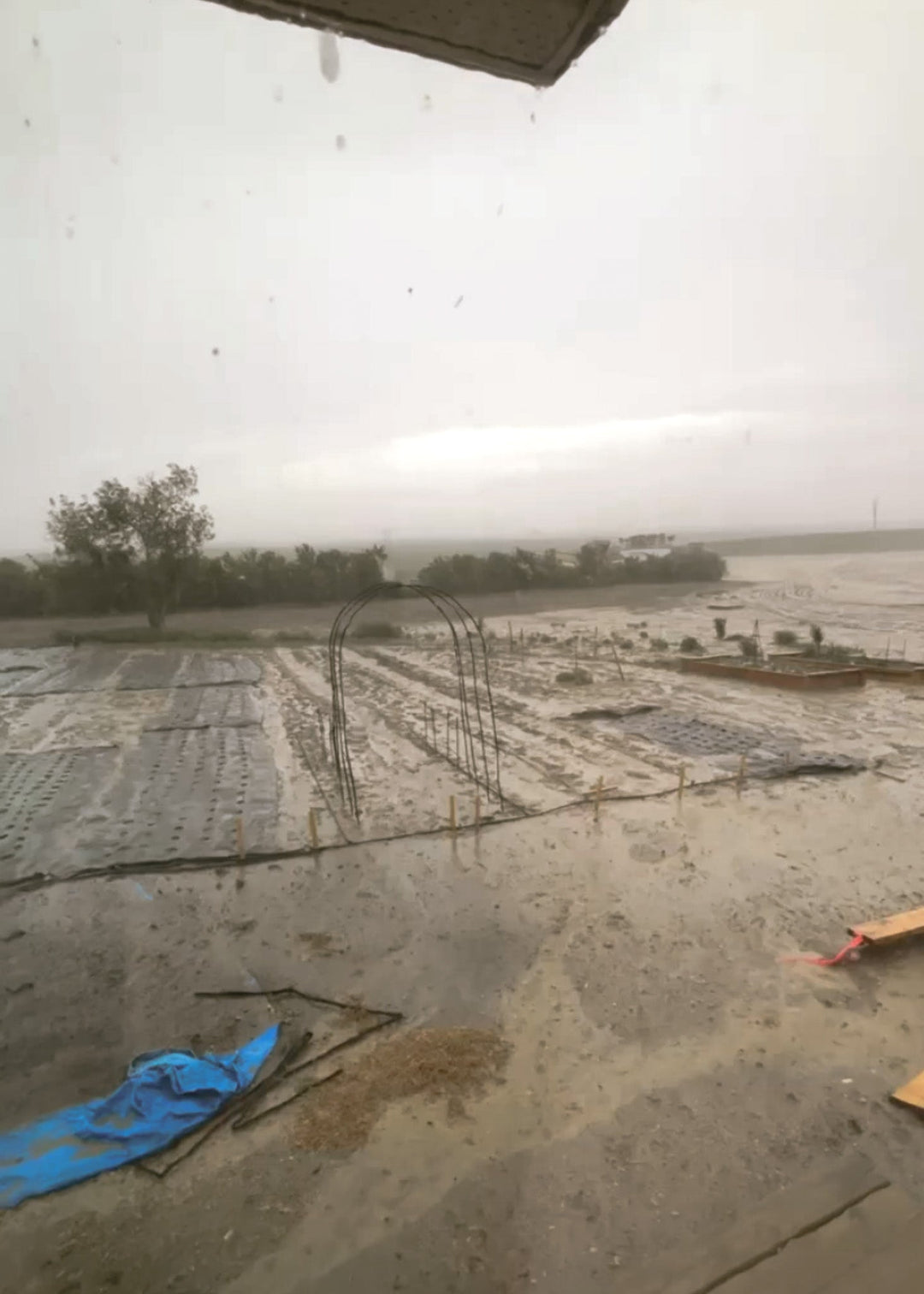 The Year of Weeds (and Why I’m Finally Calling in Reinforcements) - Clementine Home Floral Gift