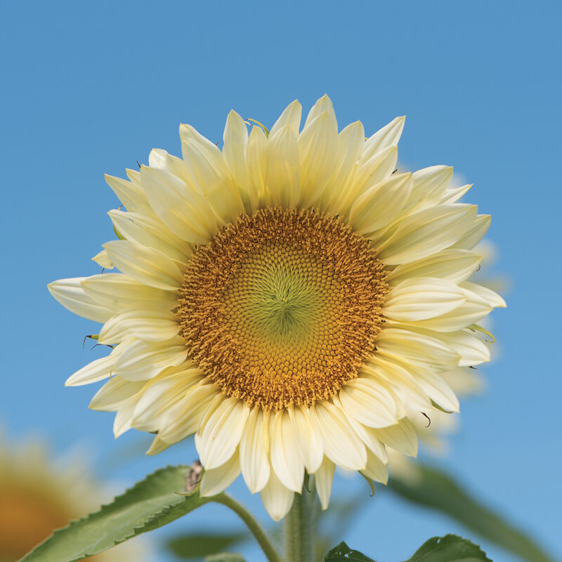 Sunflower - White Lite