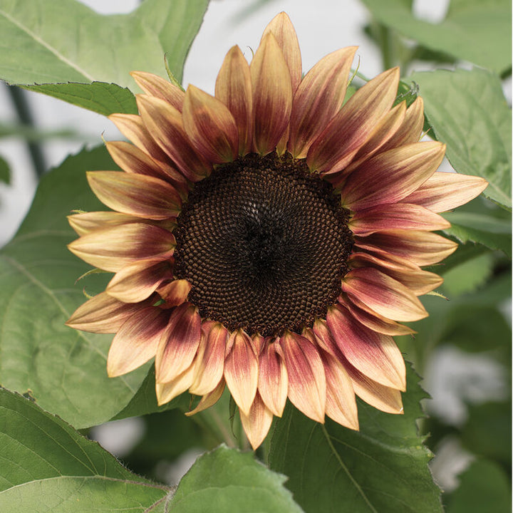 Sunflower - Ruby Eclipse