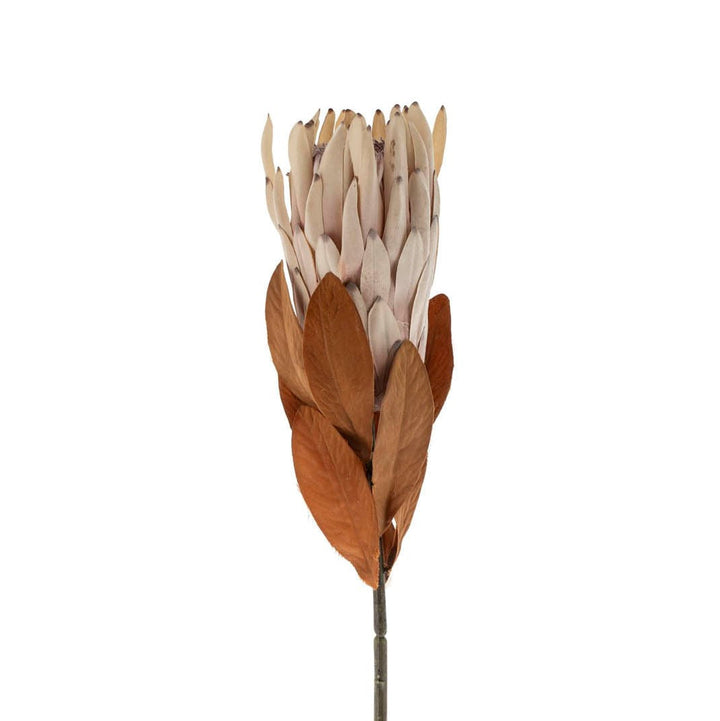 King Protea Floral Stem