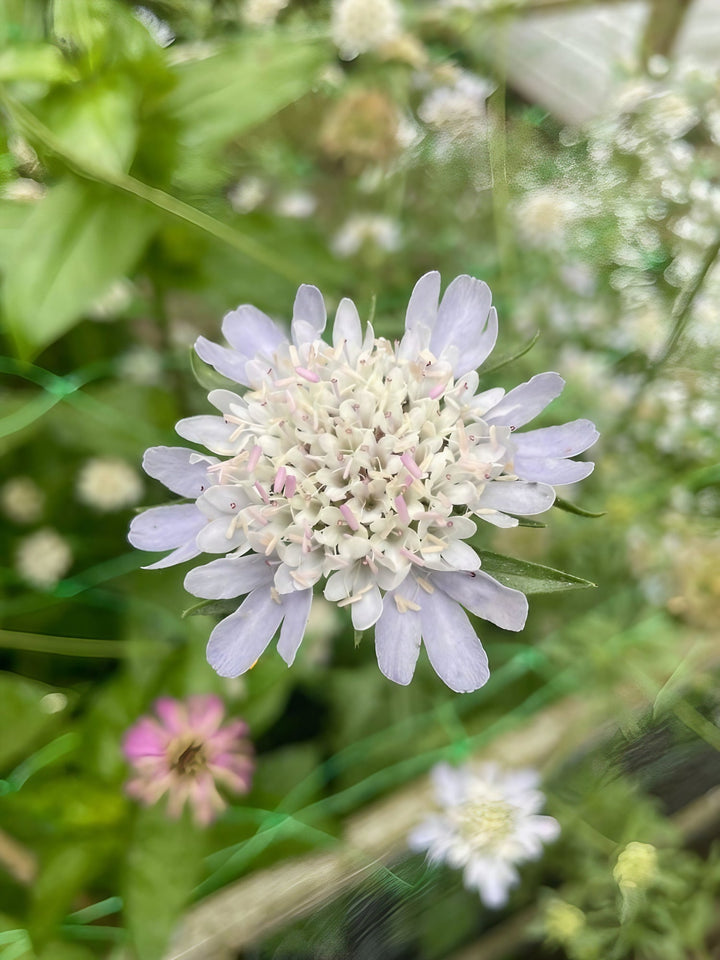 Pincushion Flower - Starflower