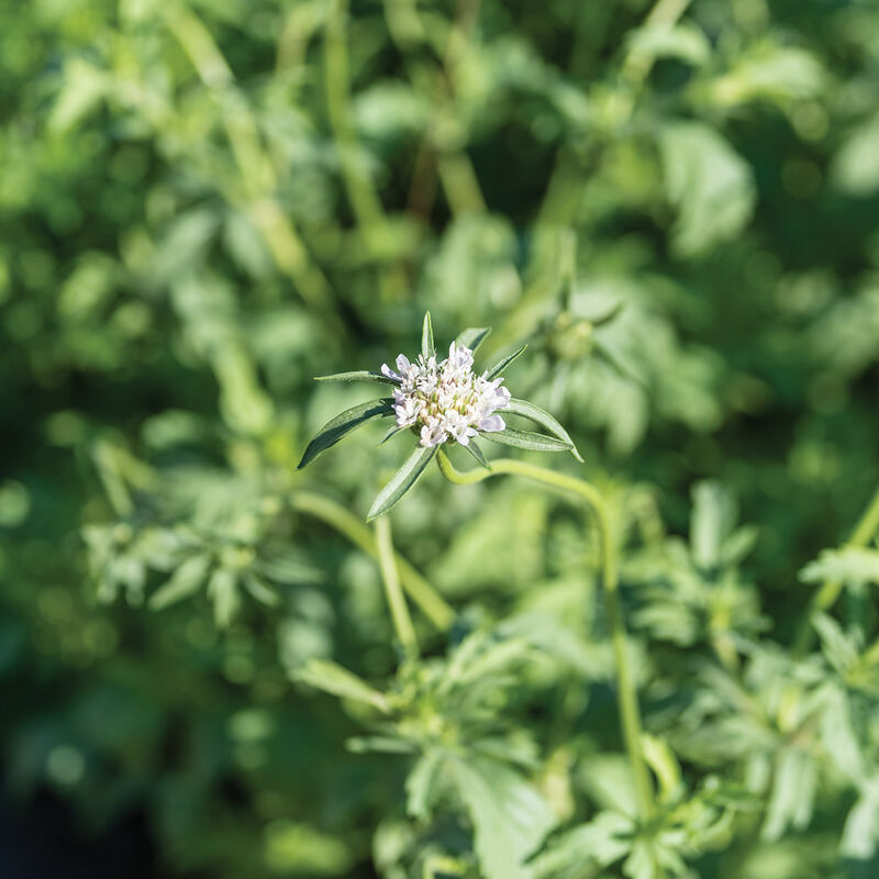 Pincushion Flower - Starflower