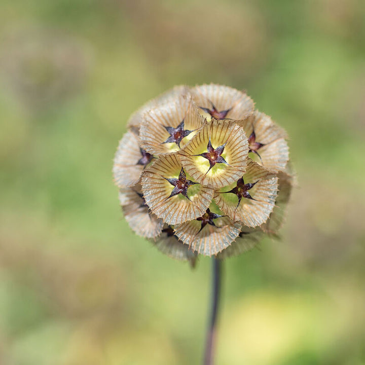 Pincushion Flower - Starflower