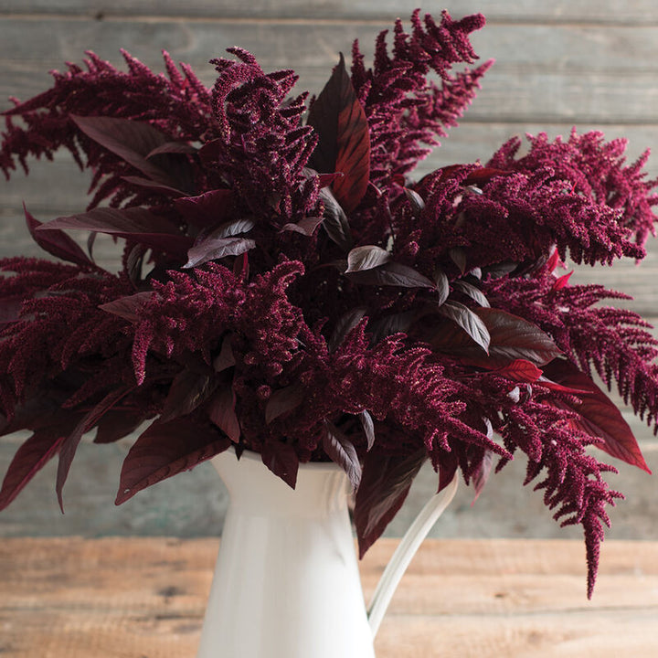 Amaranth - Red Spike