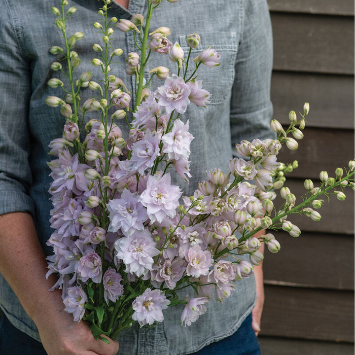 Delphinium - Mountain Fountain Cherry Blossom