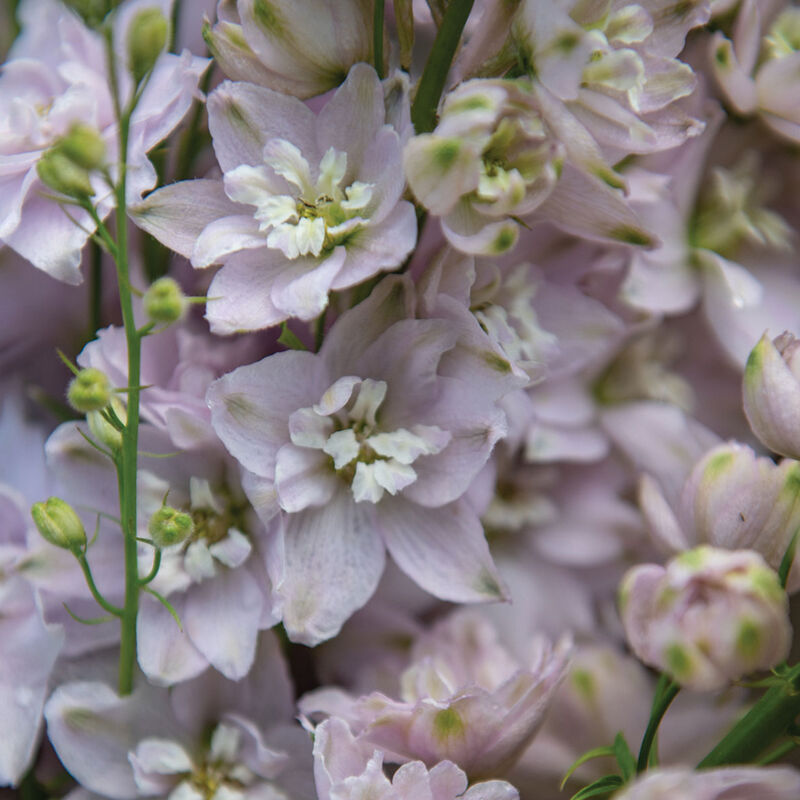 Delphinium - Mountain Fountain Cherry Blossom