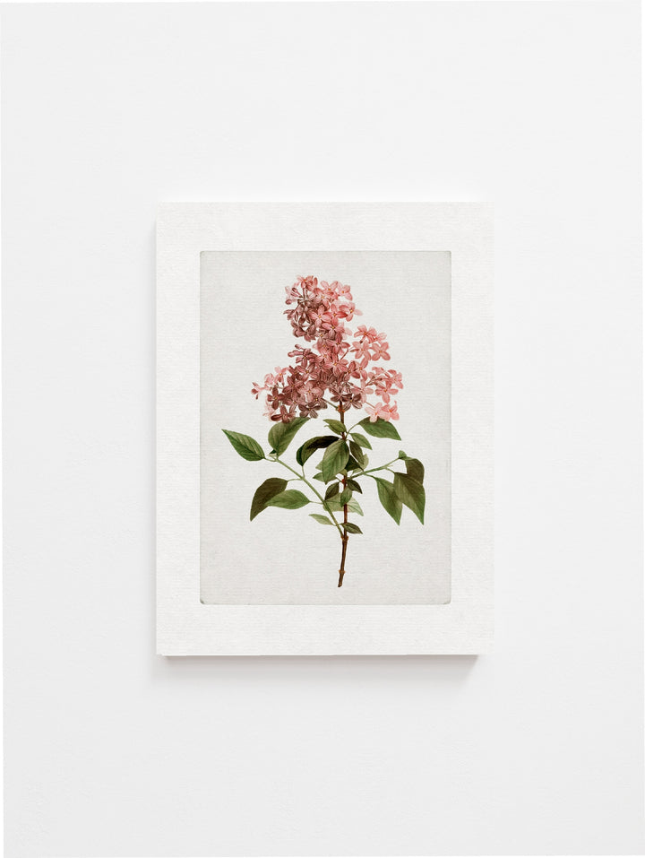 Vintage Botanical Art Print