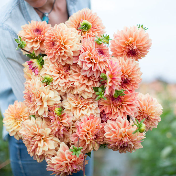 Dahlia Tuber - Ferncliff Copper