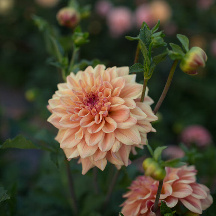 Dahlia Tuber - Ferncliff Copper